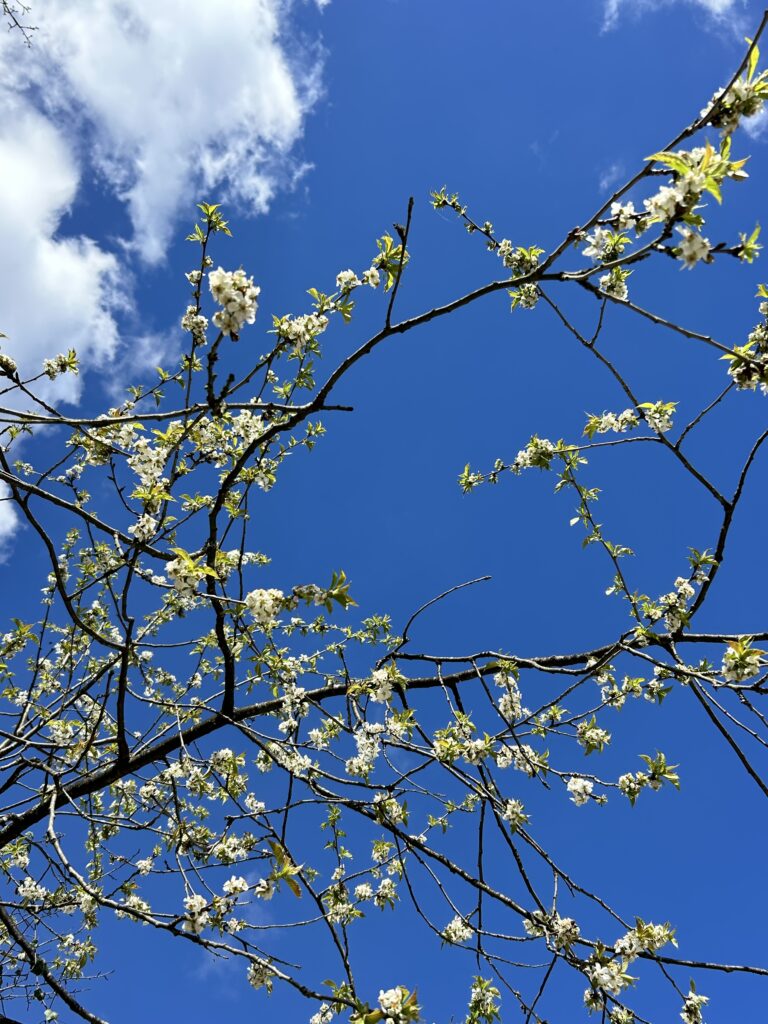 Passer (avec grâce) le portail énergétique de l’équinoxe de printemps